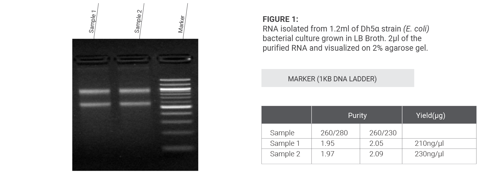 Bacterial RNA Extraction