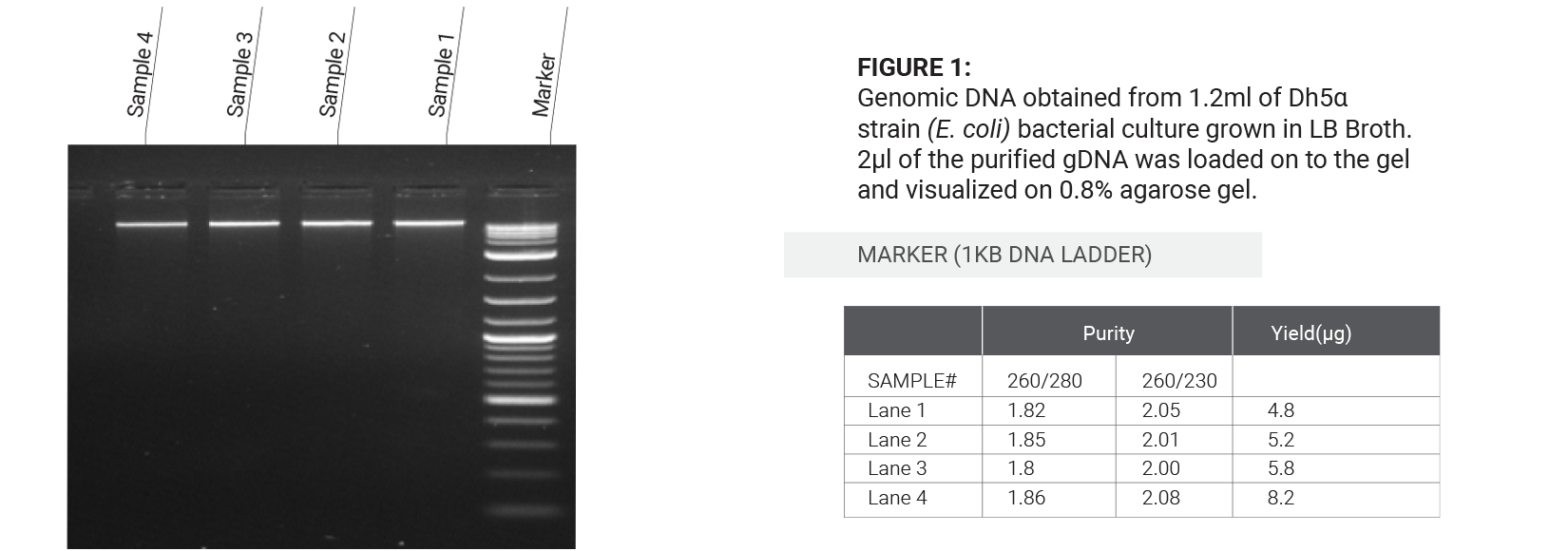 DNA Bioanalyzer