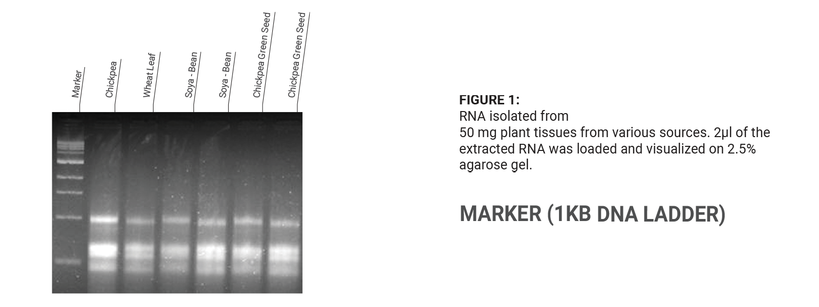Plant RNA Extraction