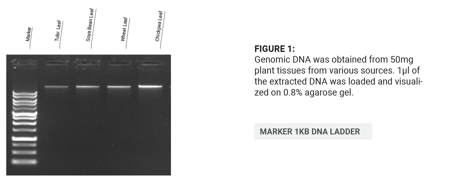 DNA Bioanalyzer