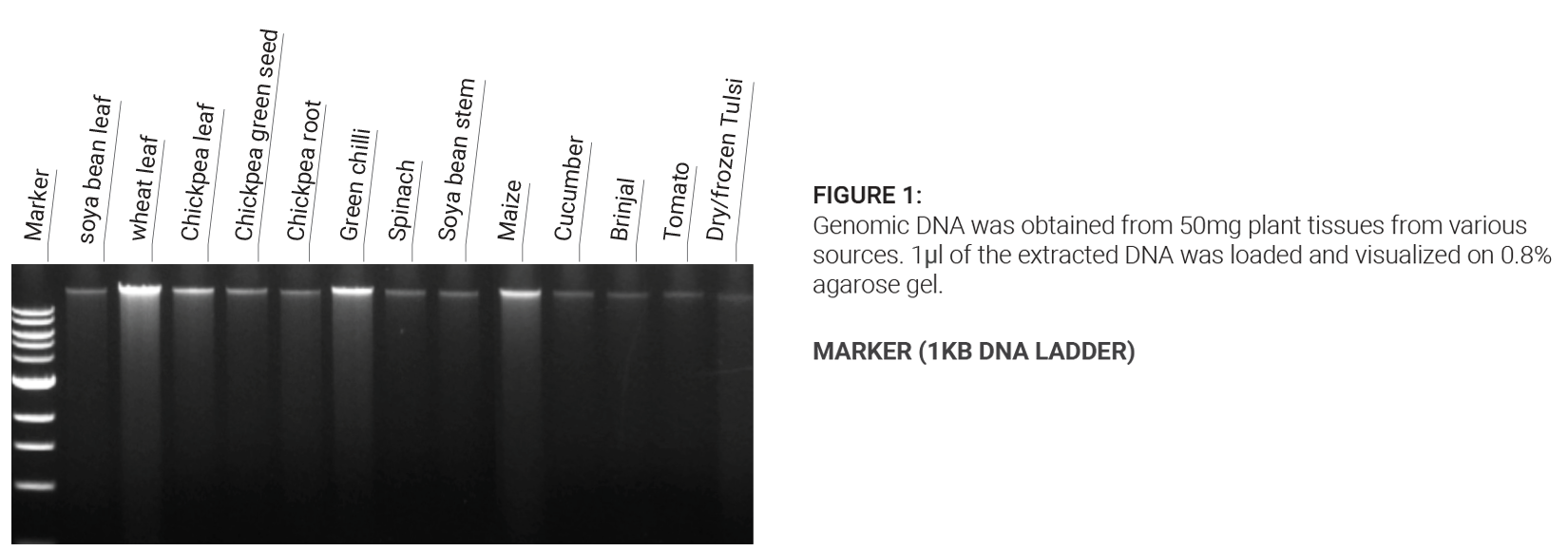 DNA Bioanalyzer