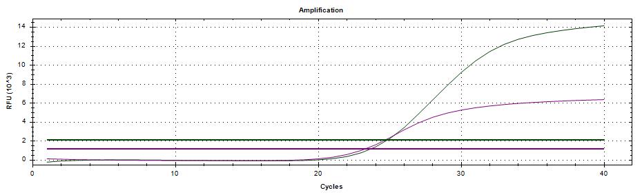 NG_Amplification