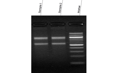 Bacterial RNA Extraction kit