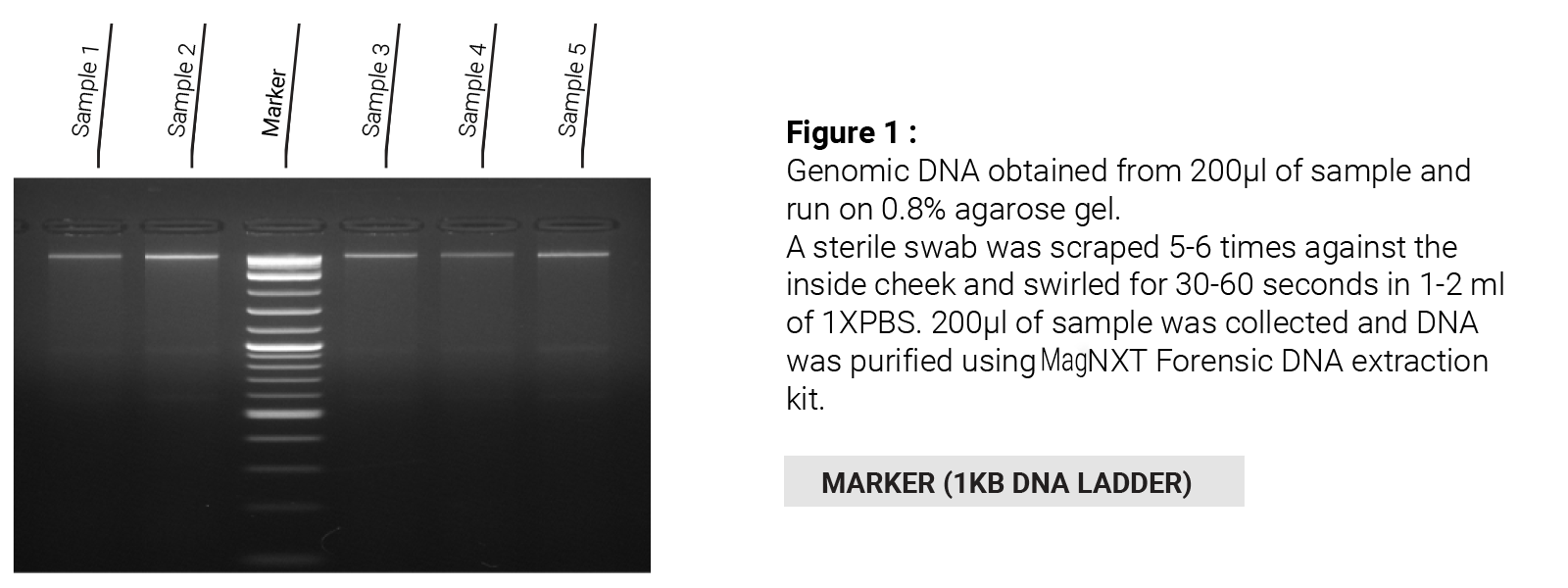 Forensic DNA Extraction Kit
