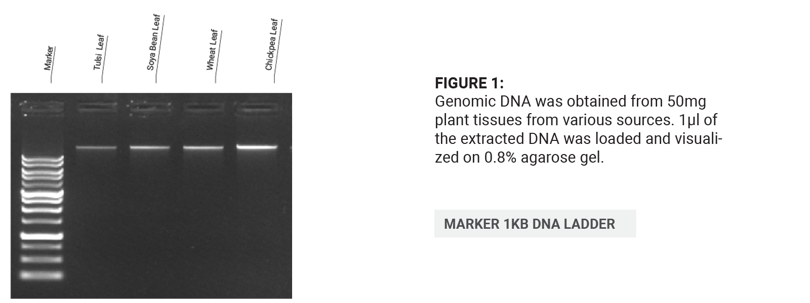 Plant DNA Extraction Kit