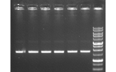 Plasmid DNA Extraction Kit