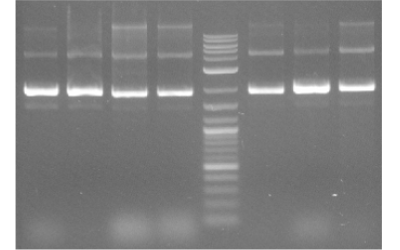 Plasmid DNA Extraction Kit